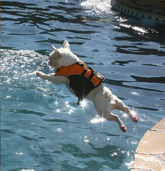 Can a french bulldog swim?