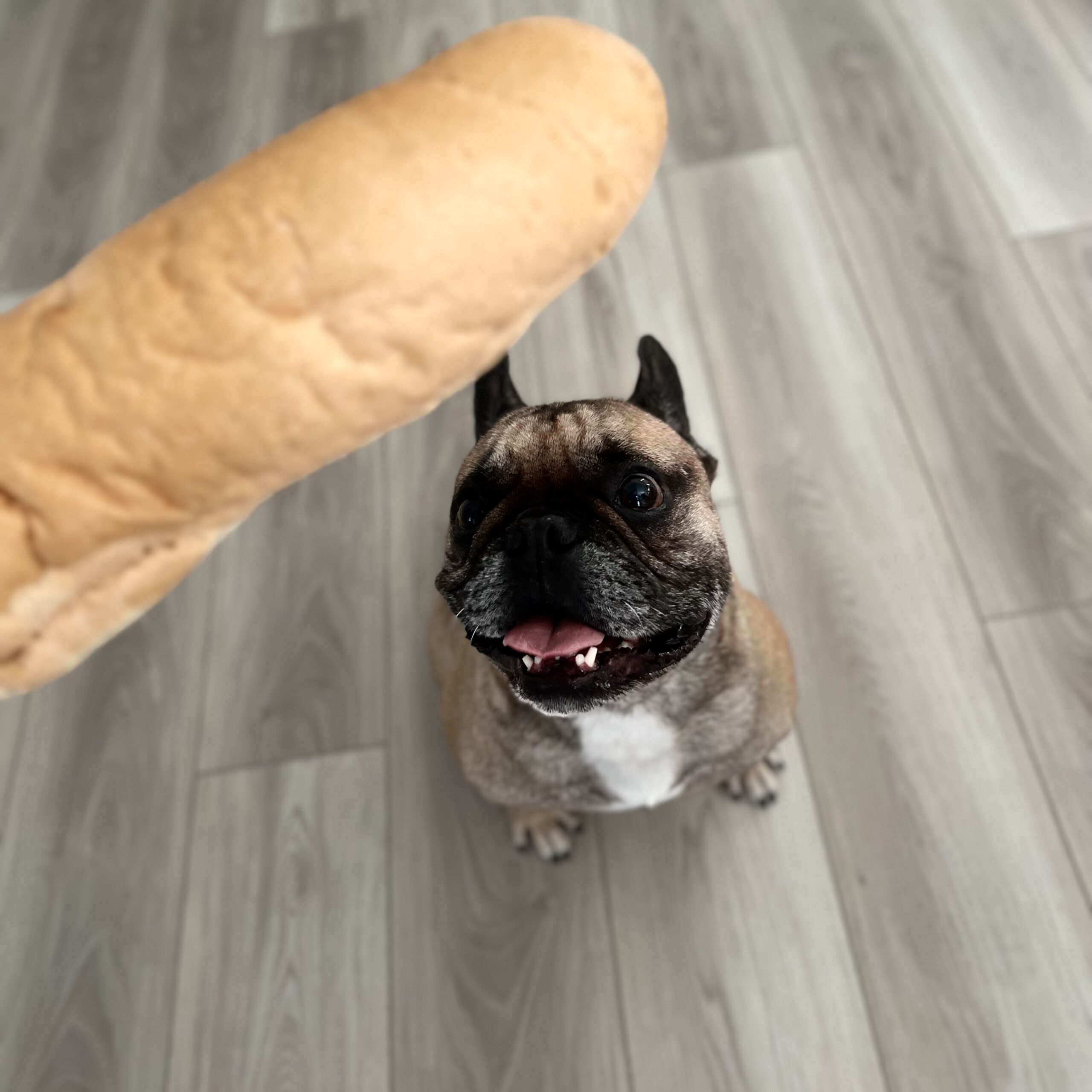Can french bulldogs eat bread