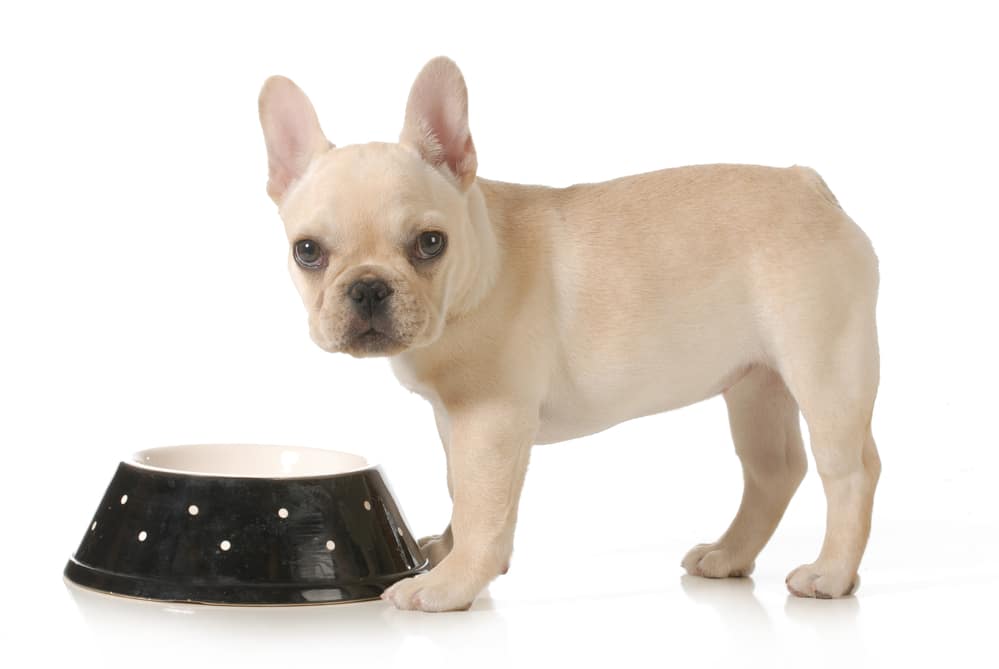 French bulldog eating