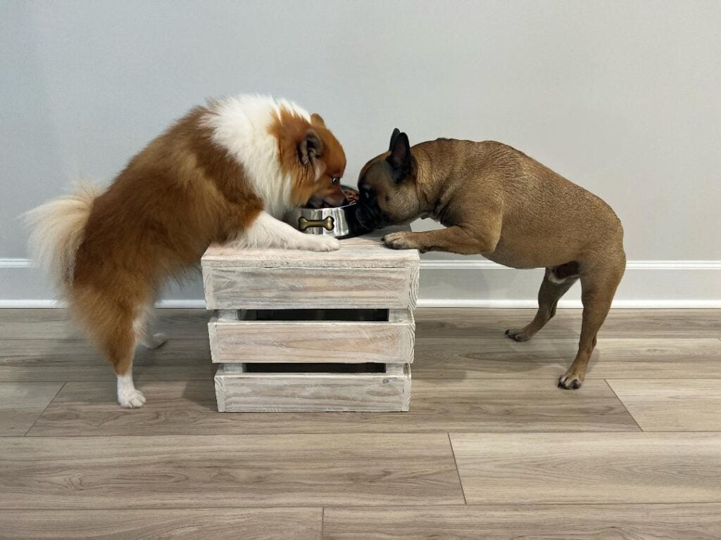 Charlie and kashi