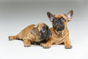 French bulldog puppies