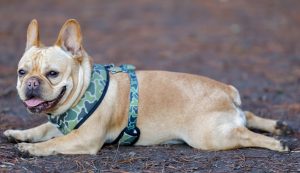 Fawn french bulldog color
