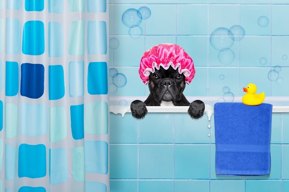 French bulldog bath