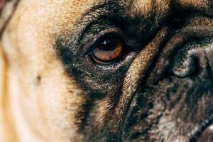 French bulldog cherry eye