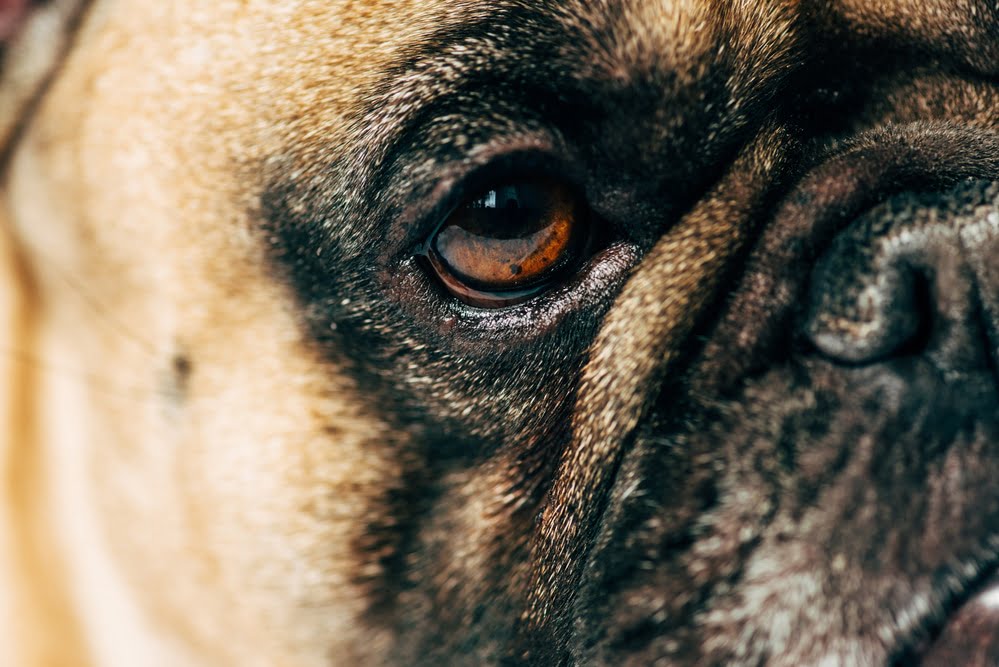 French bulldog cherry eye