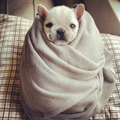 Can You Travel With A French Bulldog? 3 French bulldog cold