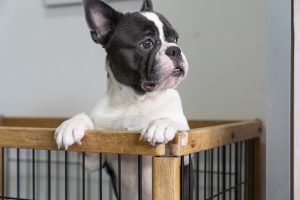 French bulldog crate training
