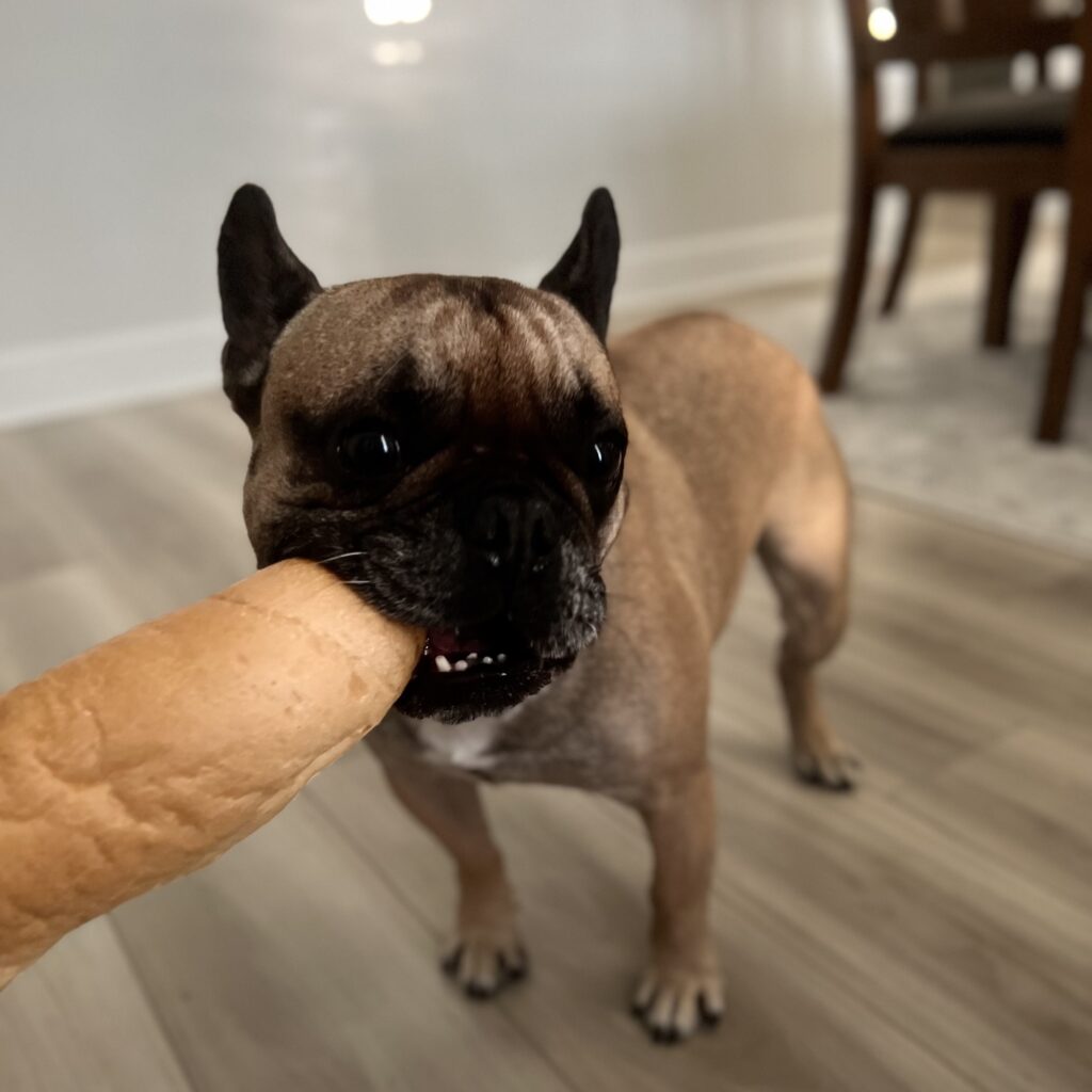 French bulldog eating bread