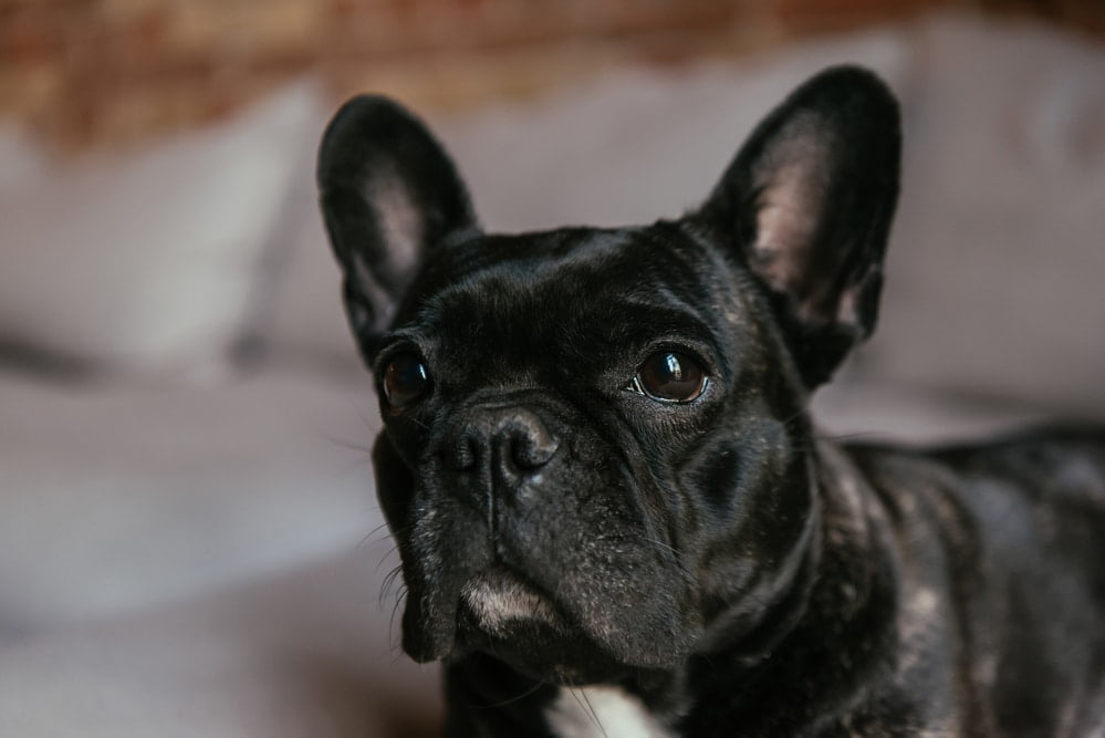French bulldog fart