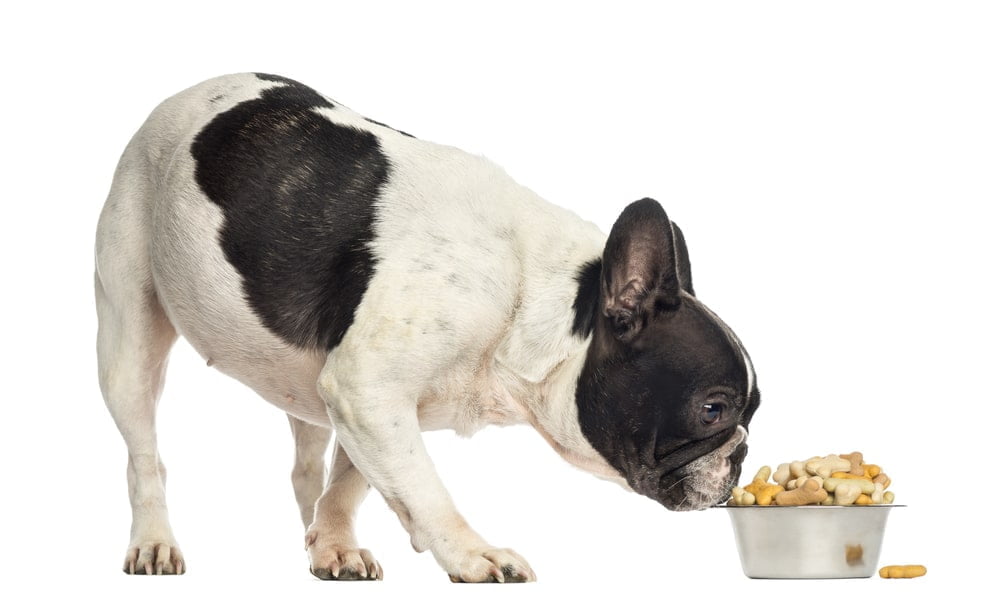 French bulldog eating food