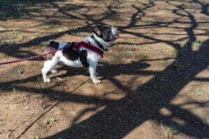 French bulldog growling