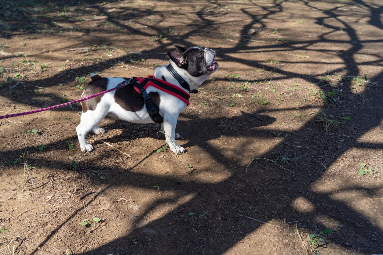 French bulldog growling