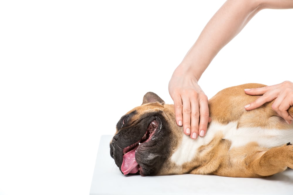 French bulldog heat cycle