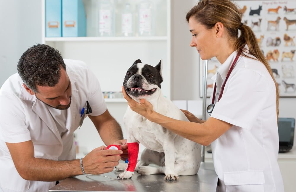 French bulldog insurance