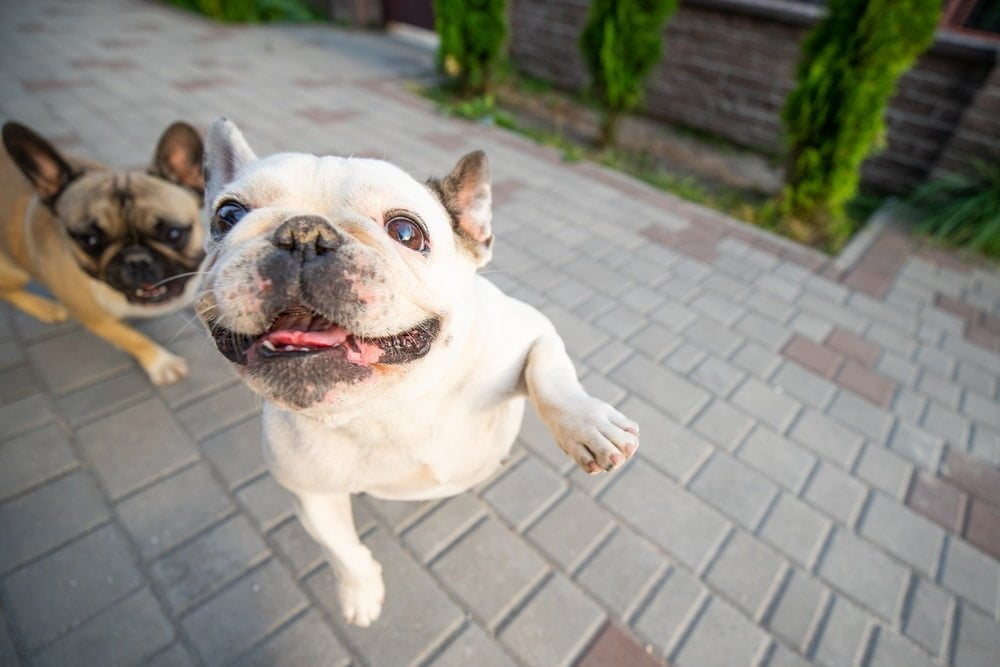 French bulldog jumping up on person