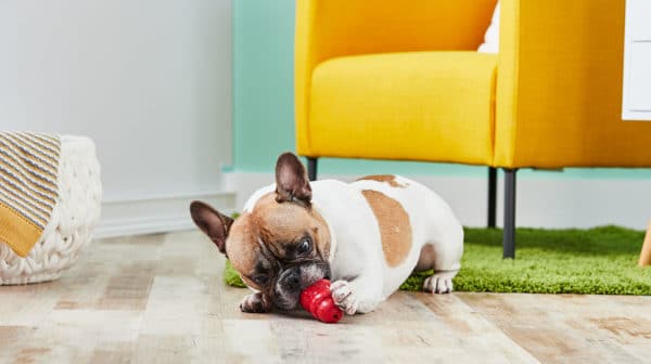 French bulldog kong recipes