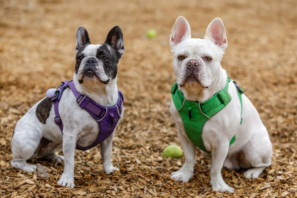 French bulldog mix