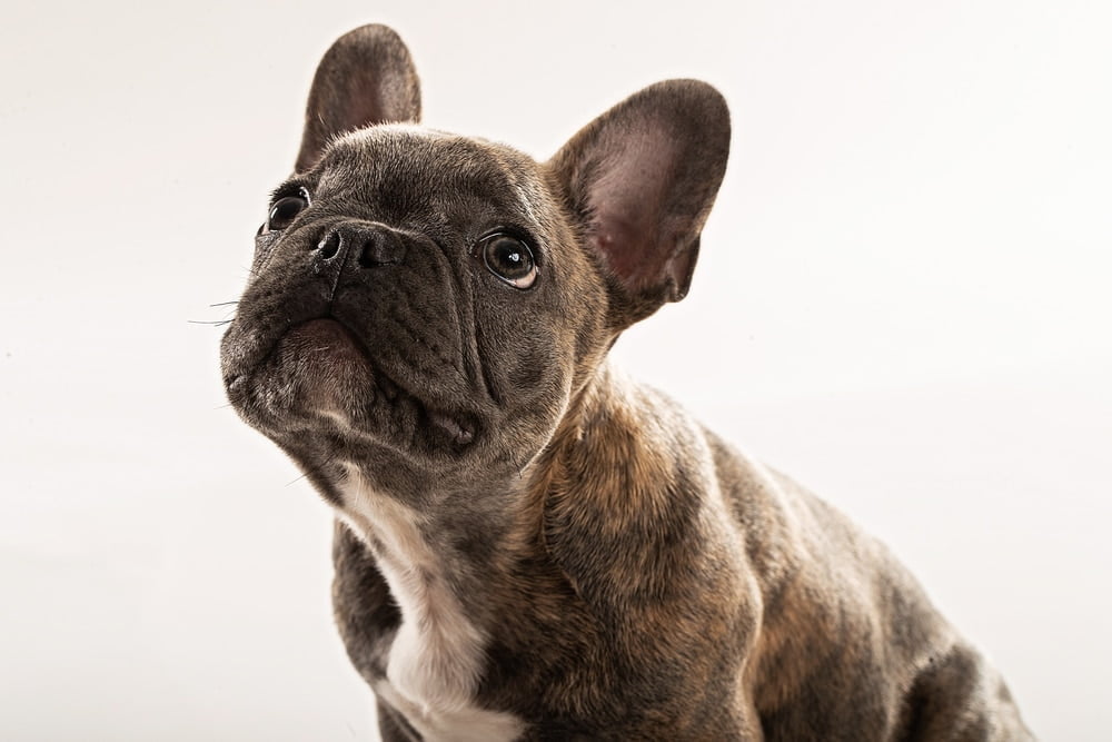 French bulldog puppy