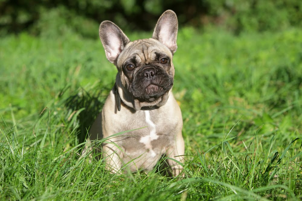 French bulldog potty training