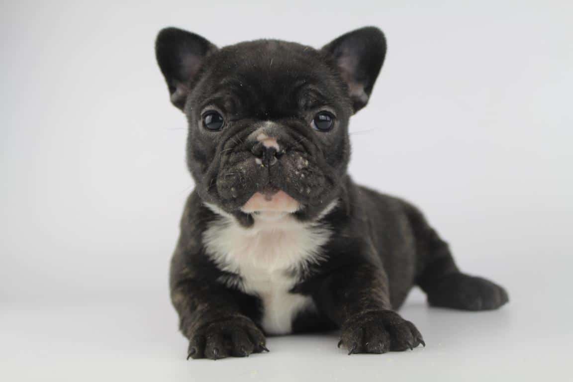 French bulldog puppy food