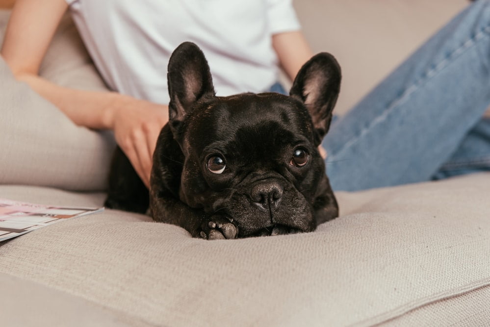 French bulldog reverse sneezing