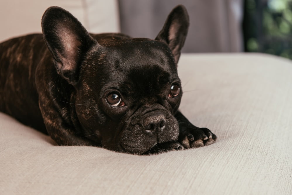 French bulldog