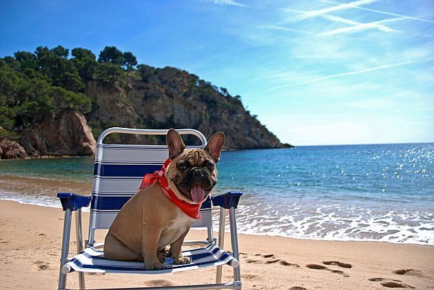 Can You Travel With A French Bulldog? 2 French bulldog vacation 1