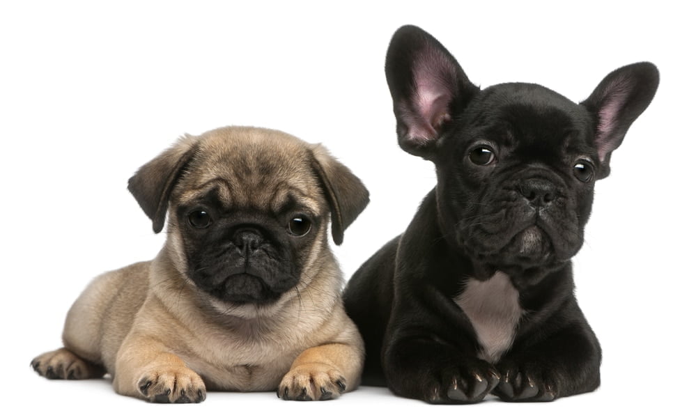 Pug and french bulldog