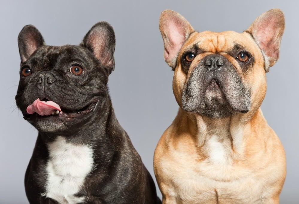 Black and brown french bulldogs