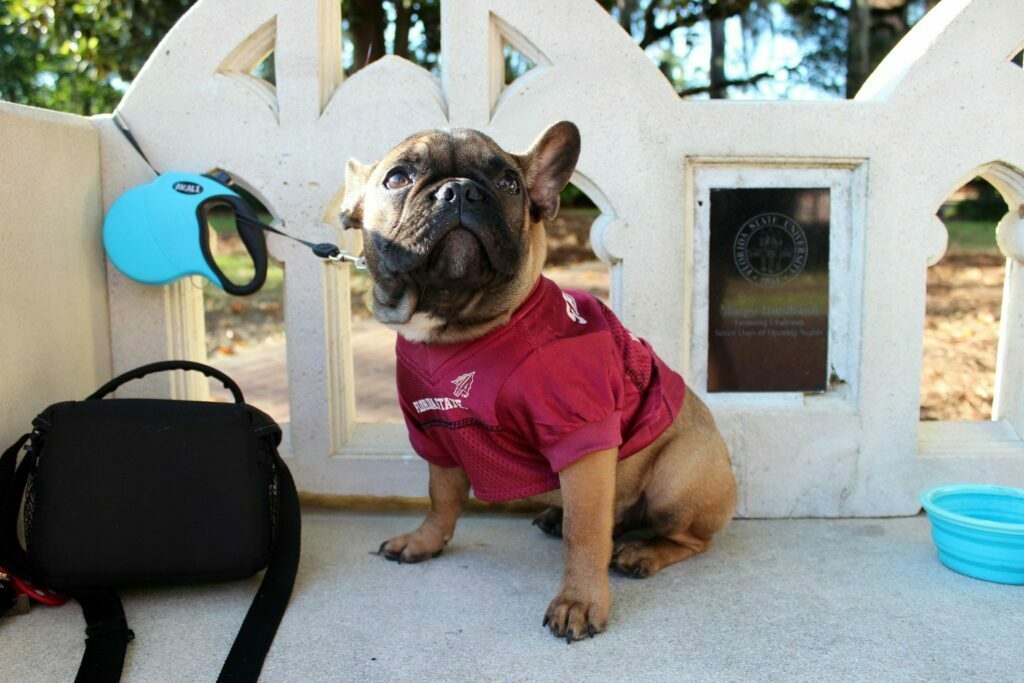French bulldog sitting on a bench appearing stressed