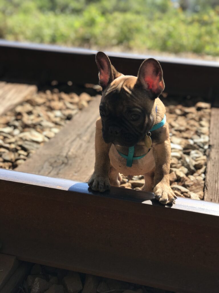 French bulldog appearing unhappy