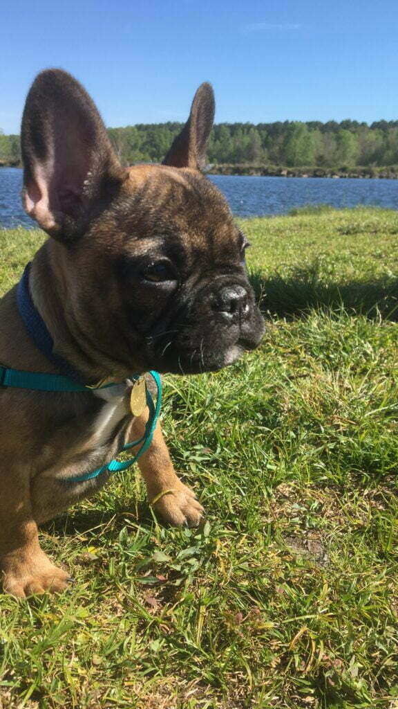 French bulldog