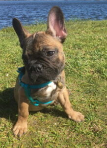 Stubborn french bulldog