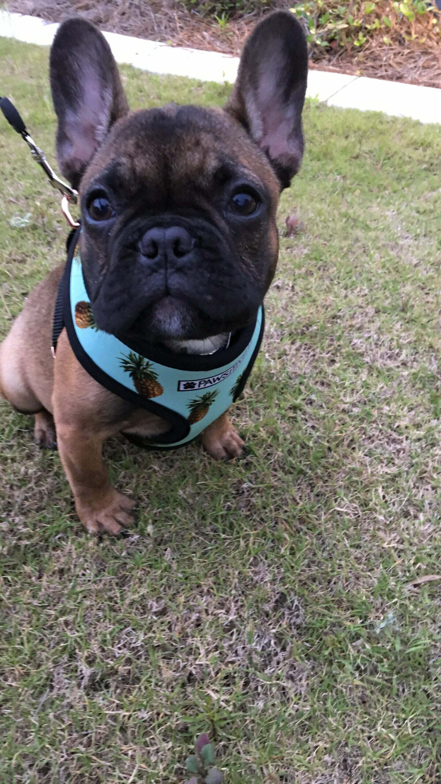 6 Reason Why French Bulldogs Are Perfect Apartment Dogs 2 Img 3242 edited scaled