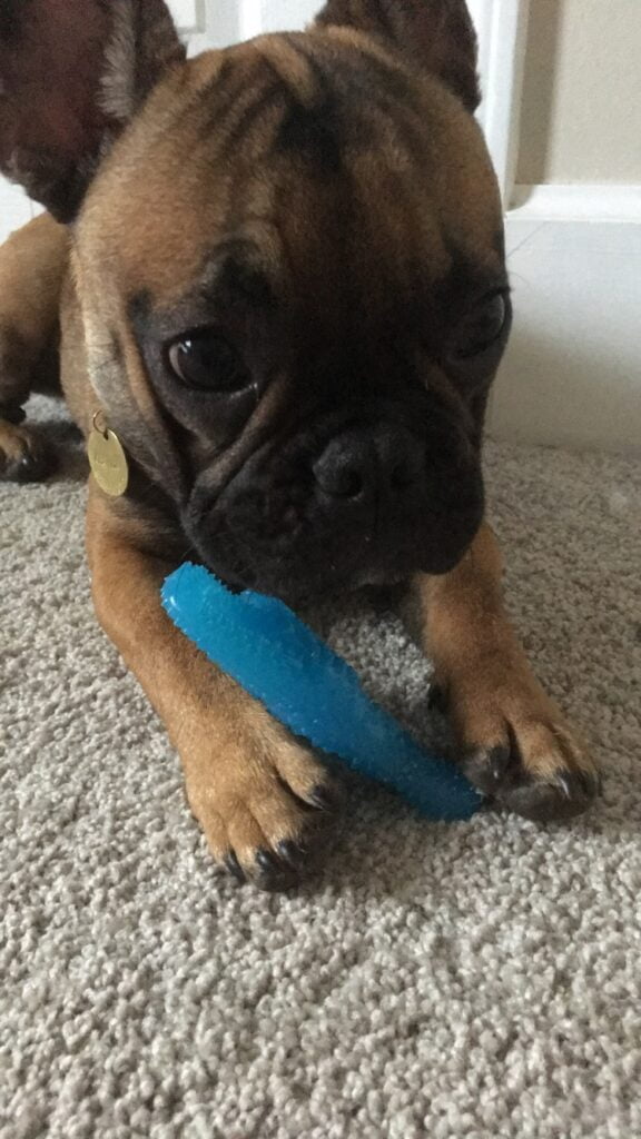 French bulldog gaurding chew toy