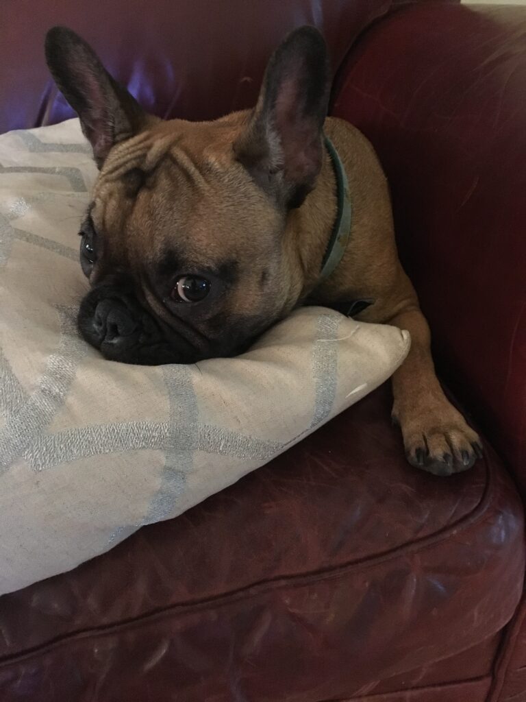 A sick french bulldog