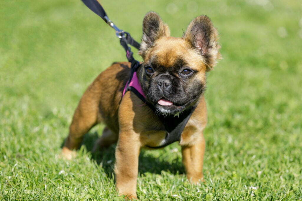 Long Haired French Bulldog Guide: Everything You Should Know 2 Istock 1219292714