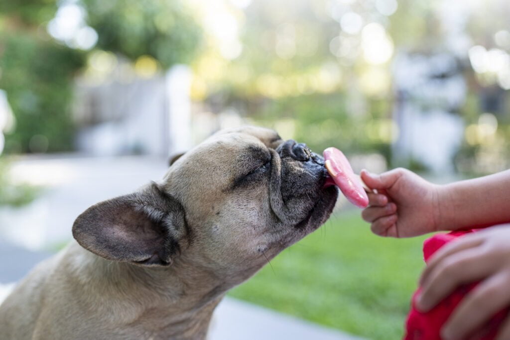 French bulldog licking pink popsicle