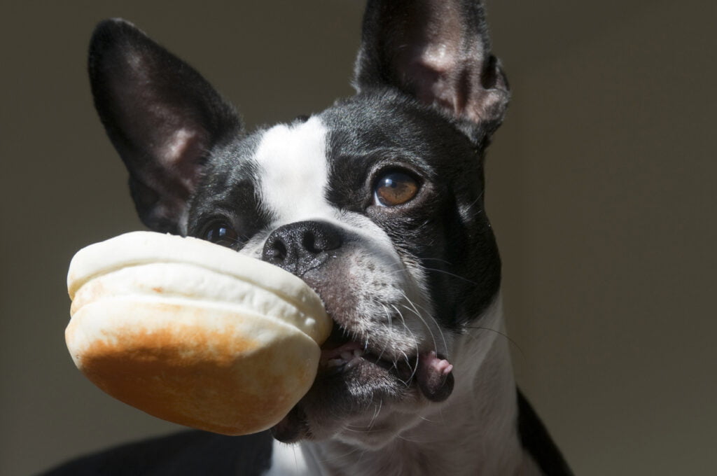 French bulldog eating biscuit