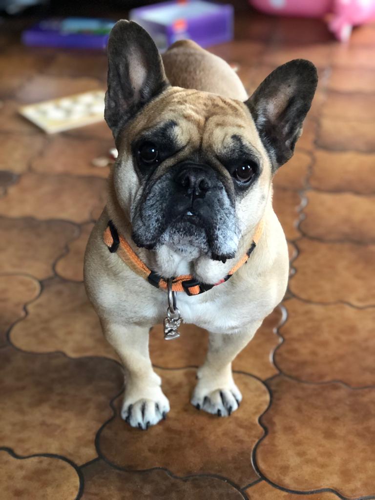 Kitty my frenchie