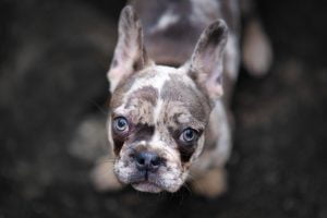 Merle french bulldog