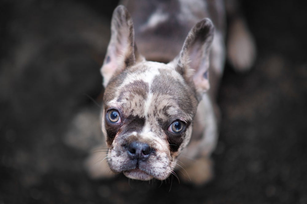 Merle french bulldog
