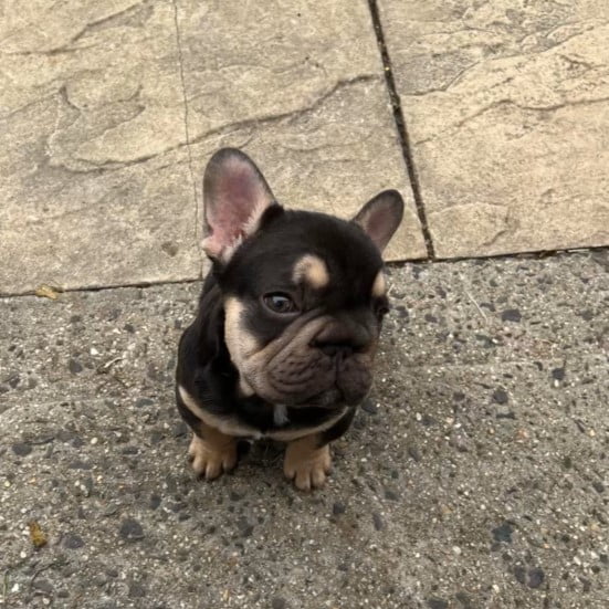 Big rope french bulldog