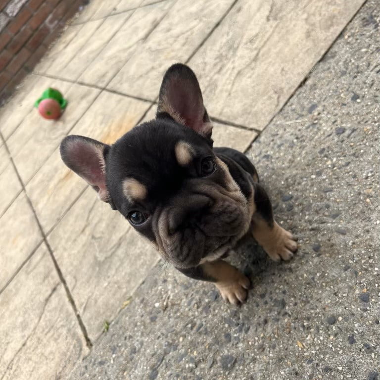 Big rope french bulldog