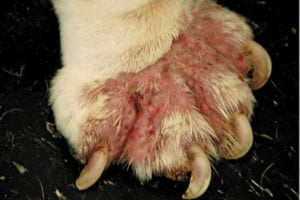 Painfull paws french bulldog
