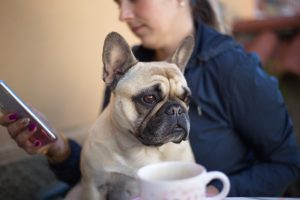Pet apps for french bulldog owners