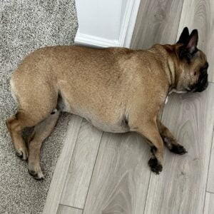 Pigeon chest french bulldog