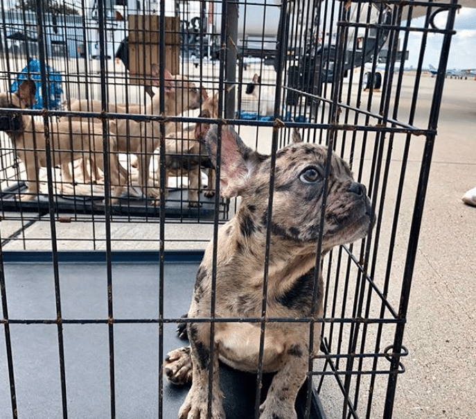 Buying or adopting a french bulldog