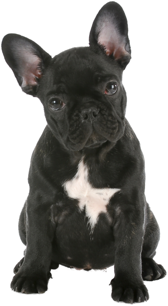 French bulldog cover