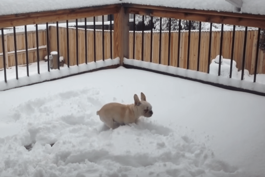 French bulldog in winter